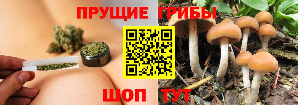 Острогожск  купить наркотик  Псилоцибиновые грибы MAGIC MUSHROOMS  Вход с VPN  Псилоцибиновые грибы Magic Shrooms 